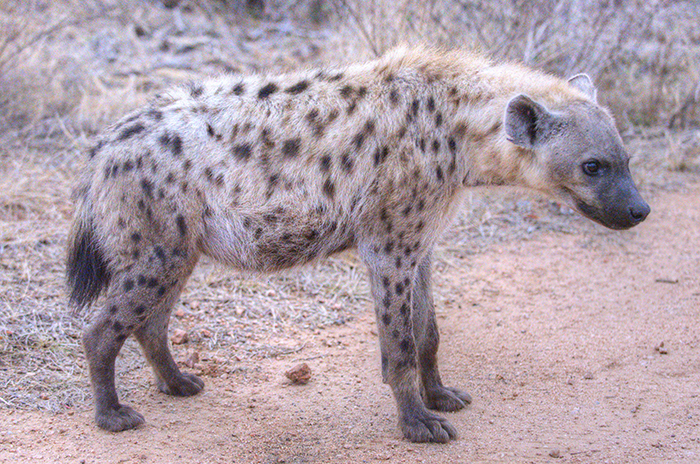 Hyena